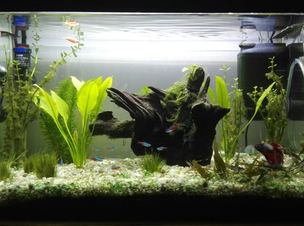 16 gallons freshwater fish tank (mostly fish and non-living decorations) - planted tank 16 gallons freshwater fish tank (mostly fish and non-living decorations) - planted tank