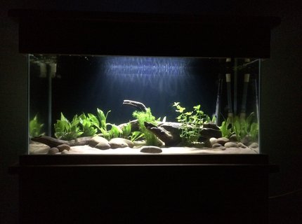 53 gallons freshwater fish tank (mostly fish and non-living decorations) - 200litre
. 6x black neon tetra.
3x Bolivian rams
9x rummy nose
9x cardinal tetra 53 gallons freshwater fish tank (mostly fish and non-living decorations) - 200litre
. 6x black neon tetra.
3x Bolivian rams
9x rummy nose
9x cardinal tetra