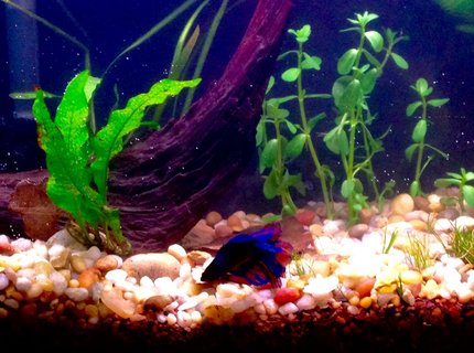 60 gallons freshwater fish tank (mostly fish and non-living decorations) - 6.6g low tech planted betta tank. 60 gallons freshwater fish tank (mostly fish and non-living decorations) - 6.6g low tech planted betta tank.