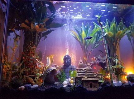 37 gallons freshwater fish tank (mostly fish and non-living decorations) - First week, waiting on a additional 225 led 14 watt marine lamp 37 gallons freshwater fish tank (mostly fish and non-living decorations) - First week, waiting on a additional 225 led 14 watt marine lamp