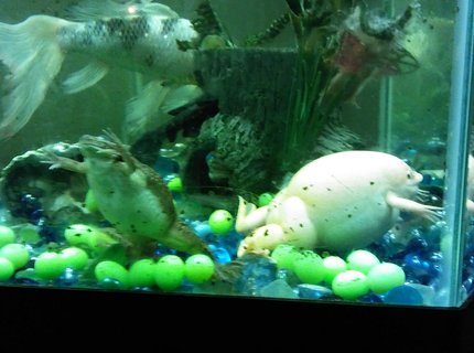 35 gallons freshwater fish tank (mostly fish and non-living decorations) - My 4 pets 35 gallons freshwater fish tank (mostly fish and non-living decorations) - My 4 pets