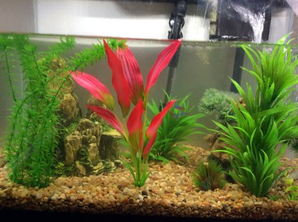 20 gallons freshwater fish tank (mostly fish and non-living decorations) - My humble fish tank 20 gallons freshwater fish tank (mostly fish and non-living decorations) - My humble fish tank