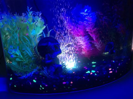 5 gallons freshwater fish tank (mostly fish and non-living decorations) - My tank 5 gallons freshwater fish tank (mostly fish and non-living decorations) - My tank