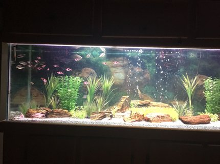 100 gallons freshwater fish tank (mostly fish and non-living decorations) - Tetra And Petrified Wood 100 gallons freshwater fish tank (mostly fish and non-living decorations) - Tetra And Petrified Wood