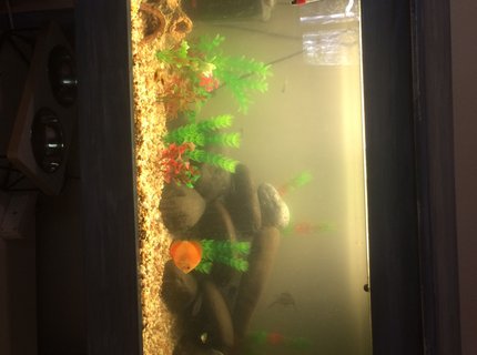 50 gallons freshwater fish tank (mostly fish and non-living decorations) - Rate my tank 50 gallons freshwater fish tank (mostly fish and non-living decorations) - Rate my tank