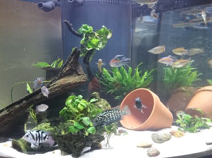 54 gallons freshwater fish tank (mostly fish and non-living decorations) - 54 gallon West African biotope/themed with fair share of non-African residents 54 gallons freshwater fish tank (mostly fish and non-living decorations) - 54 gallon West African biotope/themed with fair share of non-African residents