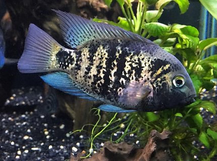 150 gallons freshwater fish tank (mostly fish and non-living decorations) - Vieja Heterospila 150 gallons freshwater fish tank (mostly fish and non-living decorations) - Vieja Heterospila