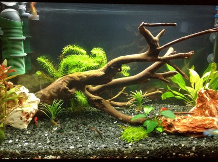 34 gallons freshwater fish tank (mostly fish and non-living decorations) - my 34 gallon (130 liters) freshwater fish tank. 34 gallons freshwater fish tank (mostly fish and non-living decorations) - my 34 gallon (130 liters) freshwater fish tank.
