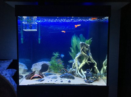 200 gallons freshwater fish tank (mostly fish and non-living decorations) - Current Progress (New Tank from previous pictures) 200 gallons freshwater fish tank (mostly fish and non-living decorations) - Current Progress (New Tank from previous pictures)