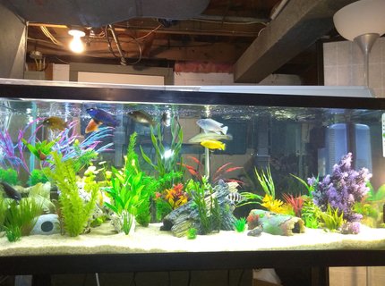 75 gallons freshwater fish tank (mostly fish and non-living decorations) - My 75g Cichlid Tank, Any suggestions? 75 gallons freshwater fish tank (mostly fish and non-living decorations) - My 75g Cichlid Tank, Any suggestions?