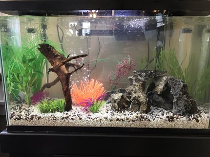 29 gallons freshwater fish tank (mostly fish and non-living decorations) - My first 29 gal. Don't be too harsh about the sea anemone, it's in there for the 1 yr old! 29 gallons freshwater fish tank (mostly fish and non-living decorations) - My first 29 gal. Don't be too harsh about the sea anemone, it's in there for the 1 yr old!