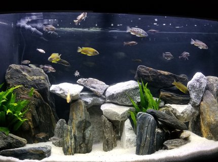 90 gallons freshwater fish tank (mostly fish and non-living decorations) - Our new Peacock tank.
Our African peacock cichlid tank.Tank: 90g bowfront with overflow, Eshopps R100 refugium, SICCE Voyager 3 Power head Rocks: Talc, limestone and serpentine.Plants: Java fern and vallisneria (hidden behind the big rock near overflow Fish: Firefish peacock, Rubescens peacock, Ethelwynnae peacock, lemon Jake peacock, Blue Orchid peacock, Red Top Lwanda peacock, Sulfur Head peacock, German Red peacock, OB peacock, Albino pink peacock, Taiwan Reef hap, Magnum pleco (L047), Blue phantom pleco (L128), Golden nugget pleco (L018) 90 gallons freshwater fish tank (mostly fish and non-living decorations) - Our new Peacock tank.
Our African peacock cichlid tank.Tank: 90g bowfront with overflow, Eshopps R100 refugium, SICCE Voyager 3 Power head Rocks: Talc, limestone and serpentine.Plants: Java fern and vallisneria (hidden behind the big rock near overflow Fish: Firefish peacock, Rubescens peacock, Ethelwynnae peacock, lemon Jake peacock, Blue Orchid peacock, Red Top Lwanda peacock, Sulfur Head peacock, German Red peacock, OB peacock, Albino pink peacock, Taiwan Reef hap, Magnum pleco (L047), Blue phantom pleco (L128), Golden nugget pleco (L018)