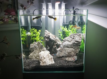 10 gallons freshwater fish tank (mostly fish and non-living decorations) - My daughter's first ever tank! 10 gallons freshwater fish tank (mostly fish and non-living decorations) - My daughter's first ever tank!
