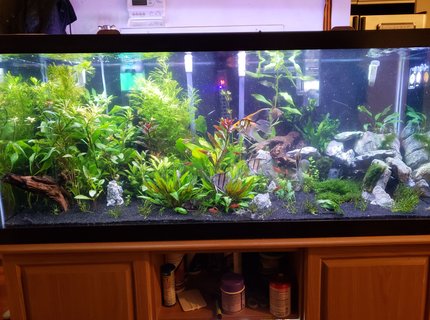 75 gallons freshwater fish tank (mostly fish and non-living decorations) - 2 months in 75 gallons freshwater fish tank (mostly fish and non-living decorations) - 2 months in