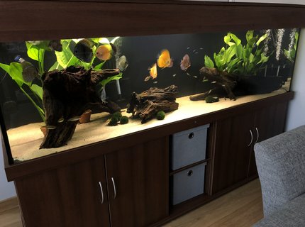 210 gallons freshwater fish tank (mostly fish and non-living decorations) - New 7ft tank 210 gallons freshwater fish tank (mostly fish and non-living decorations) - New 7ft tank