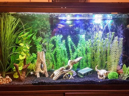 75 gallons freshwater fish tank (mostly fish and non-living decorations) - My 75 gallon freshwater community tank 75 gallons freshwater fish tank (mostly fish and non-living decorations) - My 75 gallon freshwater community tank