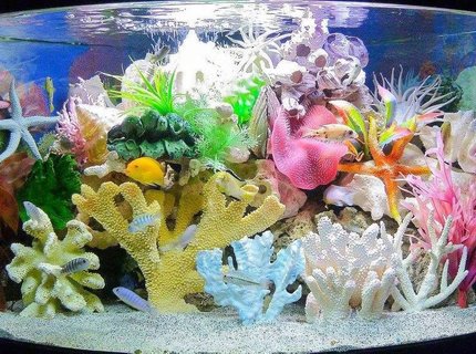 120 gallons freshwater fish tank (mostly fish and non-living decorations) - Made believe sea tank 120 gallons freshwater fish tank (mostly fish and non-living decorations) - Made believe sea tank