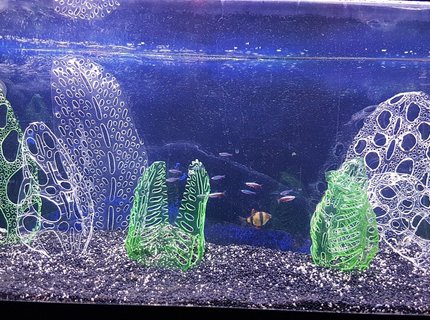 20 gallons freshwater fish tank (mostly fish and non-living decorations) - I'll probably get slaughtered for this but my attempts at growing plants have failed miserably.
So, I decided to make my own ornaments from recycled drinks bottles (all certified food safe) shaped using a soldering iron. I'm really impressed with the results and the fish don't appear to mind. Would love feedback. 20 gallons freshwater fish tank (mostly fish and non-living decorations) - I'll probably get slaughtered for this but my attempts at growing plants have failed miserably.
So, I decided to make my own ornaments from recycled drinks bottles (all certified food safe) shaped using a soldering iron. I'm really impressed with the results and the fish don't appear to mind. Would love feedback.
