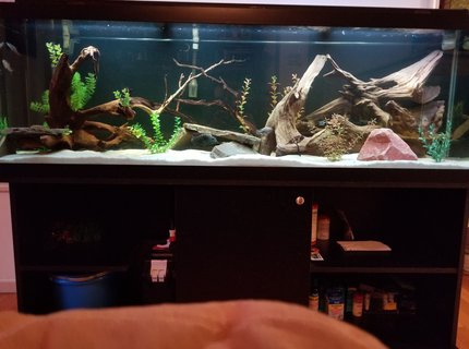 125 gallons freshwater fish tank (mostly fish and non-living decorations) - It's a Cichlid world 125 gallons freshwater fish tank (mostly fish and non-living decorations) - It's a Cichlid world