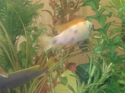 90 gallons freshwater fish tank (mostly fish and non-living decorations) - Addt 90 gallons freshwater fish tank (mostly fish and non-living decorations) - Addt