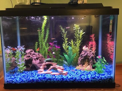 20 gallons freshwater fish tank (mostly fish and non-living decorations) - Front view 20 gallons freshwater fish tank (mostly fish and non-living decorations) - Front view