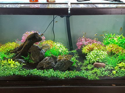 75 gallons freshwater fish tank (mostly fish and non-living decorations) - 75 gallon with fancy mollies. All artificial. Fx6 filter. Low bioload. Water change once every other week. 75 gallons freshwater fish tank (mostly fish and non-living decorations) - 75 gallon with fancy mollies. All artificial. Fx6 filter. Low bioload. Water change once every other week.