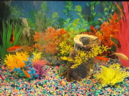 20 gallons freshwater fish tank (mostly fish and non-living decorations) - Goldfish 20 gallons freshwater fish tank (mostly fish and non-living decorations) - Goldfish