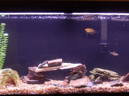 55 gallons freshwater fish tank (mostly fish and non-living decorations) - Here is my tank 55 gallons freshwater fish tank (mostly fish and non-living decorations) - Here is my tank
