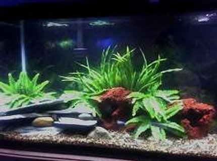55 gallons freshwater fish tank (mostly fish and non-living decorations) - 55 gallon Cichlid tank.Bostern fern planted aquarium with some lava rocks and a limestone design in the corner of tank. 55 gallons freshwater fish tank (mostly fish and non-living decorations) - 55 gallon Cichlid tank.Bostern fern planted aquarium with some lava rocks and a limestone design in the corner of tank.