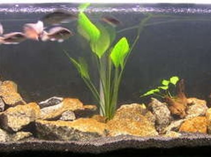 160 gallons freshwater fish tank (mostly fish and non-living decorations) - My 6ft Malawi tank. A mix of mbuna and peacefull haps. Plus a couple of plants for color. 160 gallons freshwater fish tank (mostly fish and non-living decorations) - My 6ft Malawi tank. A mix of mbuna and peacefull haps. Plus a couple of plants for color.