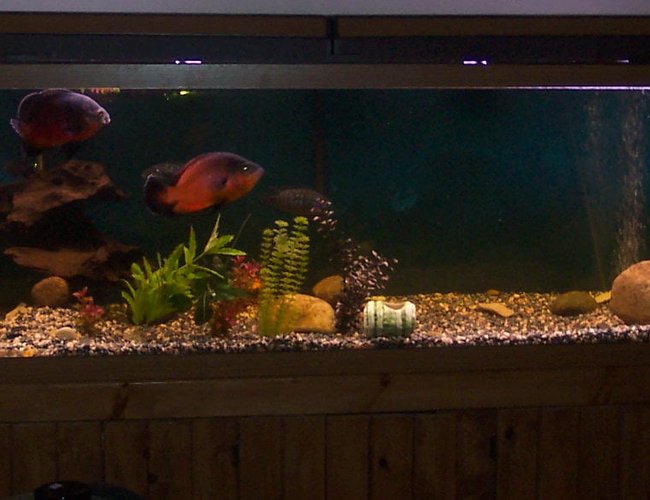 freshwater fish tank (mostly fish and non-living decorations) - 72L x 24W x 24H 180 GALLON with 2 oscars ,2 jack dempsies cichlids2 black belt cichlids 2 fire mouth cichlids 1 green ter cichlid 1 unknown cichlid 1 pleco 1apple snail and 1 beta (who has been in tank for a while) freshwater fish tank (mostly fish and non-living decorations) - 72L x 24W x 24H 180 GALLON with 2 oscars ,2 jack dempsies cichlids2 black belt cichlids 2 fire mouth cichlids 1 green ter cichlid 1 unknown cichlid 1 pleco 1apple snail and 1 beta (who has been in tank for a while)