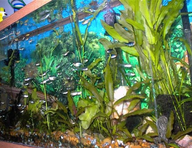 freshwater fish tank (mostly fish and non-living decorations) - Hobbies: Stuff, websites, HTML, JAVA, LAN,Powers of the mind, Lost knowledge, more stuff, and then some other stuff, i wish i could tell ya but then id have to kill ya! freshwater fish tank (mostly fish and non-living decorations) - Hobbies: Stuff, websites, HTML, JAVA, LAN,Powers of the mind, Lost knowledge, more stuff, and then some other stuff, i wish i could tell ya but then id have to kill ya!
