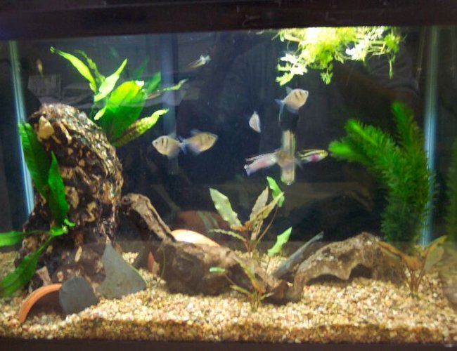 freshwater fish tank (mostly fish and non-living decorations) - Fish tank at work w/
2 Zebra Danio (Brachydanio Rerio)
2 kribensis (Pelvicachromis Pulcher)
2 Ottos (Otocinclus affinus)
5 Black Skirt Tetra (Gymnocorymbus ternetzi)
2 Java Ferns (Microsorium pteropus) on pillar rock
1 crypt (Cryptocoryne wendtii)
3 crypt (Cryptocoryne Affiniss) (one orginal split into 3)
1 water sprite (Ceratopteris pteridioides) floating
1 Anacaris bunch (Elodea canadensis freshwater fish tank (mostly fish and non-living decorations) - Fish tank at work w/
2 Zebra Danio (Brachydanio Rerio)
2 kribensis (Pelvicachromis Pulcher)
2 Ottos (Otocinclus affinus)
5 Black Skirt Tetra (Gymnocorymbus ternetzi)
2 Java Ferns (Microsorium pteropus) on pillar rock
1 crypt (Cryptocoryne wendtii)
3 crypt (Cryptocoryne Affiniss) (one orginal split into 3)
1 water sprite (Ceratopteris pteridioides) floating
1 Anacaris bunch (Elodea canadensis