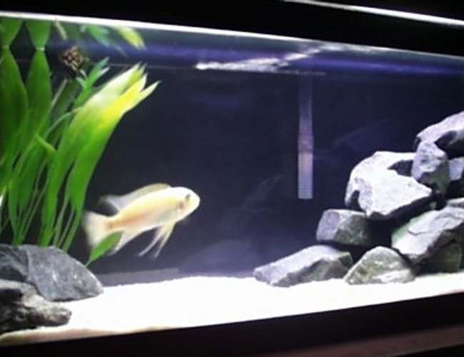 freshwater fish tank (mostly fish and non-living decorations) - This is my 20 gallon cichlid tank. freshwater fish tank (mostly fish and non-living decorations) - This is my 20 gallon cichlid tank.