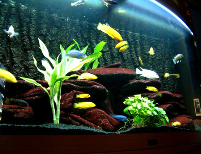 64 gallons freshwater fish tank (mostly fish and non-living decorations) - Malawi Moon
Juwel Vision 260L
2 Labidochromis sp. "Hongi"
2 Syno Multipunctatus
3 Ps. Ice White
4 Ps. Acei "Yellow Tail"
3 Ps Crabro
4 maylandia callainos
1 Lab Trewavasae
1 Metriaclima Greshakei
3 Metriaclima Estherae
8 Labidochromis Caeruleus
Filtration:Juwel Internal and Fluvol304 64 gallons freshwater fish tank (mostly fish and non-living decorations) - Malawi Moon
Juwel Vision 260L
2 Labidochromis sp. "Hongi"
2 Syno Multipunctatus
3 Ps. Ice White
4 Ps. Acei "Yellow Tail"
3 Ps Crabro
4 maylandia callainos
1 Lab Trewavasae
1 Metriaclima Greshakei
3 Metriaclima Estherae
8 Labidochromis Caeruleus
Filtration:Juwel Internal and Fluvol304