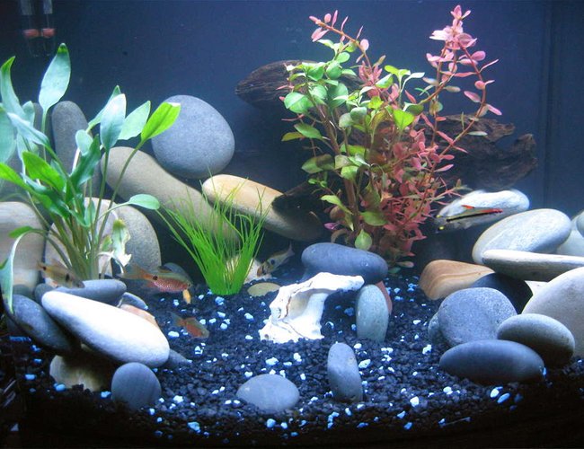 24 gallons freshwater fish tank (mostly fish and non-living decorations) - My first Tank....24 gallon Nano Cube 24 gallons freshwater fish tank (mostly fish and non-living decorations) - My first Tank....24 gallon Nano Cube