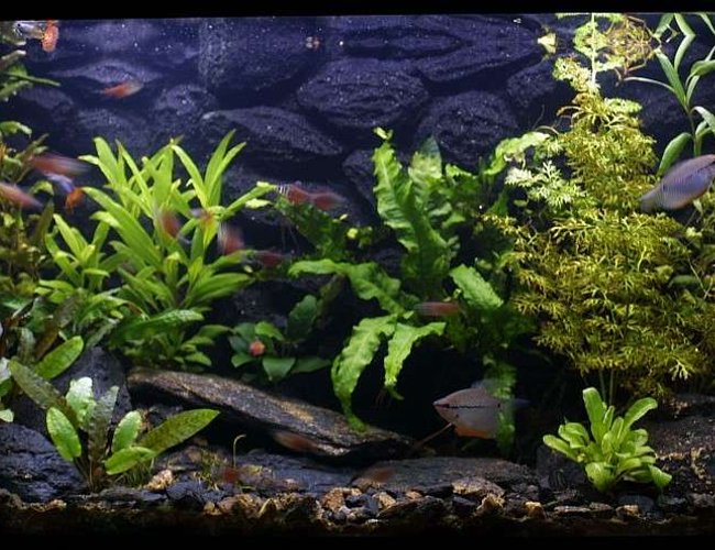 25 gallons freshwater fish tank (mostly fish and non-living decorations) - 29.6.2007 25 gallons freshwater fish tank (mostly fish and non-living decorations) - 29.6.2007