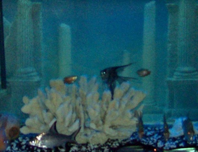 155 gallons freshwater fish tank (mostly fish and non-living decorations) - 155 bow Could not fit the hole tank in the pic. But you should have the Idea of what the tank looks like 155 gallons freshwater fish tank (mostly fish and non-living decorations) - 155 bow Could not fit the hole tank in the pic. But you should have the Idea of what the tank looks like