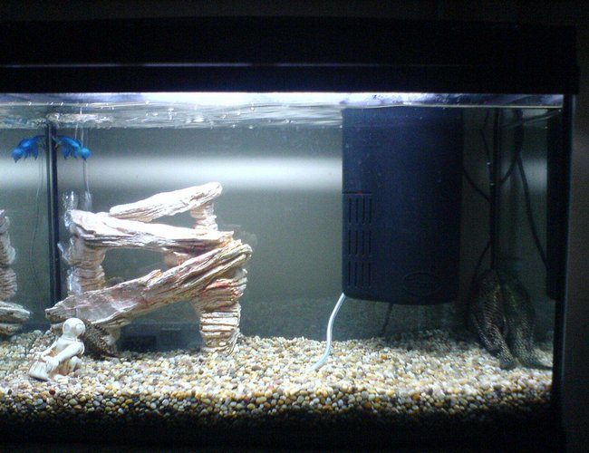 80 gallons freshwater fish tank (mostly fish and non-living decorations) - mny fish tank 80 gallons freshwater fish tank (mostly fish and non-living decorations) - mny fish tank