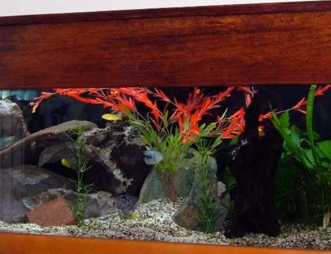 72 gallons freshwater fish tank (mostly fish and non-living decorations) - PIC 2 72 gallons freshwater fish tank (mostly fish and non-living decorations) - PIC 2