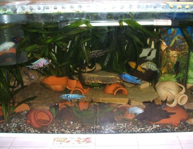 70 gallons freshwater fish tank (mostly fish and non-living decorations) - cichlid malawi 70 gallons freshwater fish tank (mostly fish and non-living decorations) - cichlid malawi