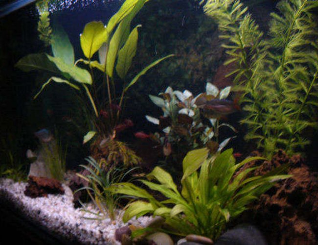 20 gallons freshwater fish tank (mostly fish and non-living decorations) - My Aquarium! Getting a better pic soon! 20 gallons freshwater fish tank (mostly fish and non-living decorations) - My Aquarium! Getting a better pic soon!