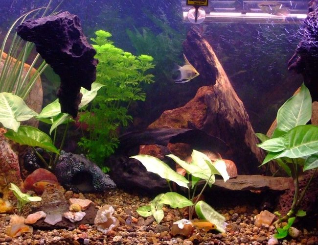 90 gallons freshwater fish tank (mostly fish and non-living decorations) - recently rearranged and a few more plants, with a variety of cichlids including 2 rainbow chichlid's, 4 bristle nose pleco's, 1 pictus catfish, 3 khuli loaches, 1 convict, 1 firemouth, 1 flameback, 3 bolivian butterfly's, 2 red forest jewel's, 1 electric yellow,
1 princess, 2 angel's, 1 sertivum, 2 blood peacocks(not sure about the name), 2 kribensis, clown loach 90 gallons freshwater fish tank (mostly fish and non-living decorations) - recently rearranged and a few more plants, with a variety of cichlids including 2 rainbow chichlid's, 4 bristle nose pleco's, 1 pictus catfish, 3 khuli loaches, 1 convict, 1 firemouth, 1 flameback, 3 bolivian butterfly's, 2 red forest jewel's, 1 electric yellow,
1 princess, 2 angel's, 1 sertivum, 2 blood peacocks(not sure about the name), 2 kribensis, clown loach