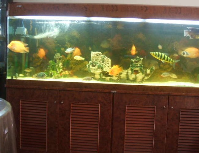 190 gallons freshwater fish tank (mostly fish and non-living decorations) - Previous fish tank 190 gallons freshwater fish tank (mostly fish and non-living decorations) - Previous fish tank