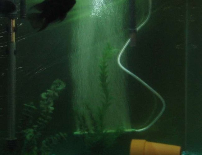 55 gallons freshwater fish tank (mostly fish and non-living decorations) - convicts 55 gallons freshwater fish tank (mostly fish and non-living decorations) - convicts