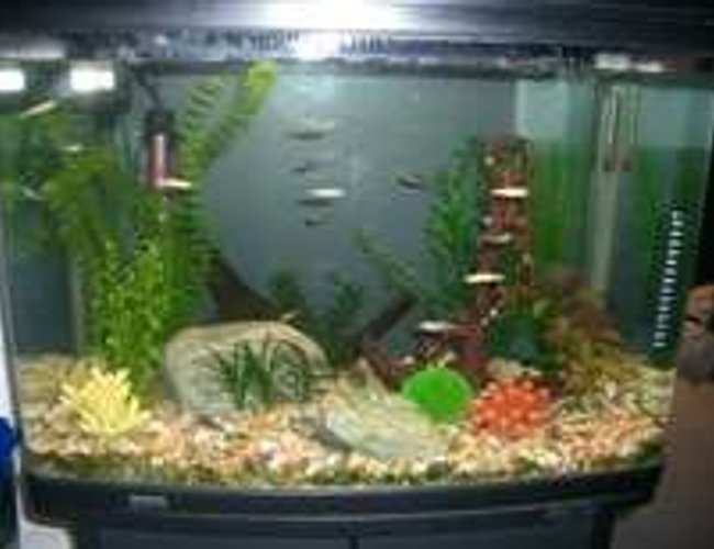 19 gallons freshwater fish tank (mostly fish and non-living decorations) - This is my first tropical tank with glass bloodfin tetras, Cardinal tetras, Penguin Tetras, Gold zebra danios, baby bristlenose, 2 small snails and soon to get juli corys and freshwater angelfish 19 gallons freshwater fish tank (mostly fish and non-living decorations) - This is my first tropical tank with glass bloodfin tetras, Cardinal tetras, Penguin Tetras, Gold zebra danios, baby bristlenose, 2 small snails and soon to get juli corys and freshwater angelfish