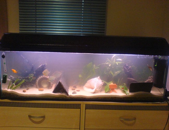 24 gallons freshwater fish tank (mostly fish and non-living decorations) - 4 ft tank 120 litres gravel then play sand sediment ready for a fire eel soon!!!! :D mostly real plants with exeption of 2 fake ones, 3 big silver dollars, red claw crayfish, 2 blue gourami, 2 dwarf gourami, big angelfish, 2 plec's, female gold molly, lonely guppy and 2 placy's (babys) 24 gallons freshwater fish tank (mostly fish and non-living decorations) - 4 ft tank 120 litres gravel then play sand sediment ready for a fire eel soon!!!! :D mostly real plants with exeption of 2 fake ones, 3 big silver dollars, red claw crayfish, 2 blue gourami, 2 dwarf gourami, big angelfish, 2 plec's, female gold molly, lonely guppy and 2 placy's (babys)