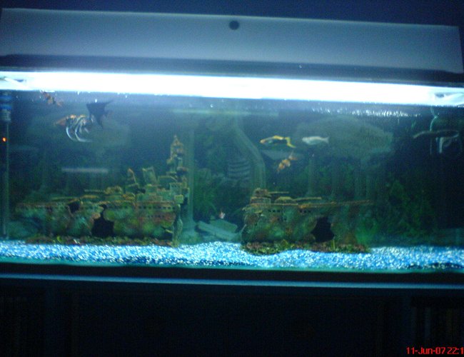 47 gallons freshwater fish tank (mostly fish and non-living decorations) - Fish Tank (4" one) and its about 2 months in now with all my fish in as i have said before, hope to get plants soon! 47 gallons freshwater fish tank (mostly fish and non-living decorations) - Fish Tank (4" one) and its about 2 months in now with all my fish in as i have said before, hope to get plants soon!
