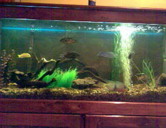 70 gallons freshwater fish tank (mostly fish and non-living decorations) - Creekish Feel 70 gallons freshwater fish tank (mostly fish and non-living decorations) - Creekish Feel