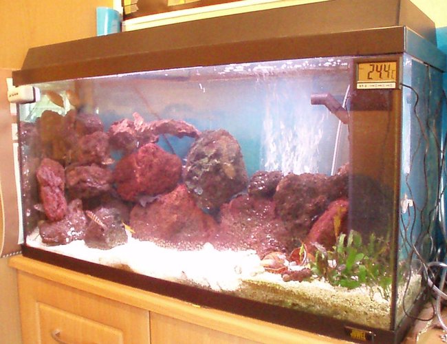 25 gallons freshwater fish tank (mostly fish and non-living decorations) - My african tank 25 gallons freshwater fish tank (mostly fish and non-living decorations) - My african tank